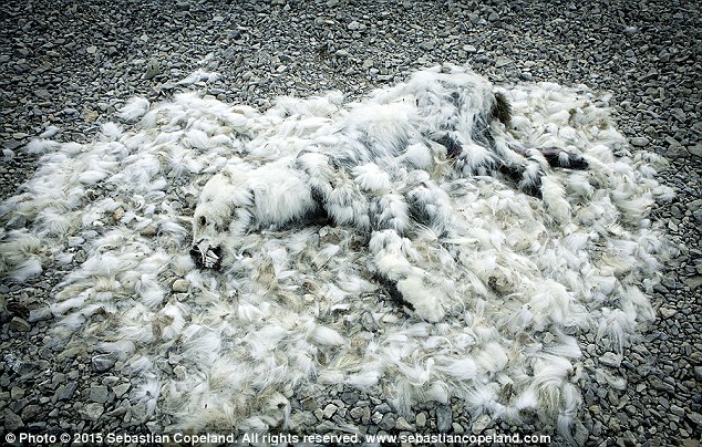 Polar Bear Starves to Death