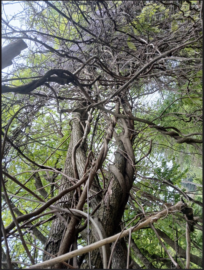 Vines breech the tree canopy