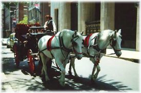 Horse Drawn Carriage Rides and Tours